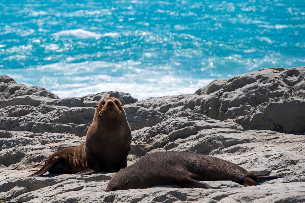 Lion de mer sur roche grise pendant la journée