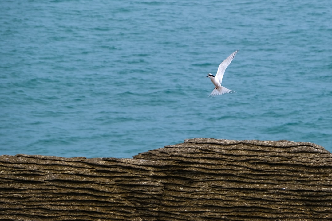 white bird flying over the sea during daytime