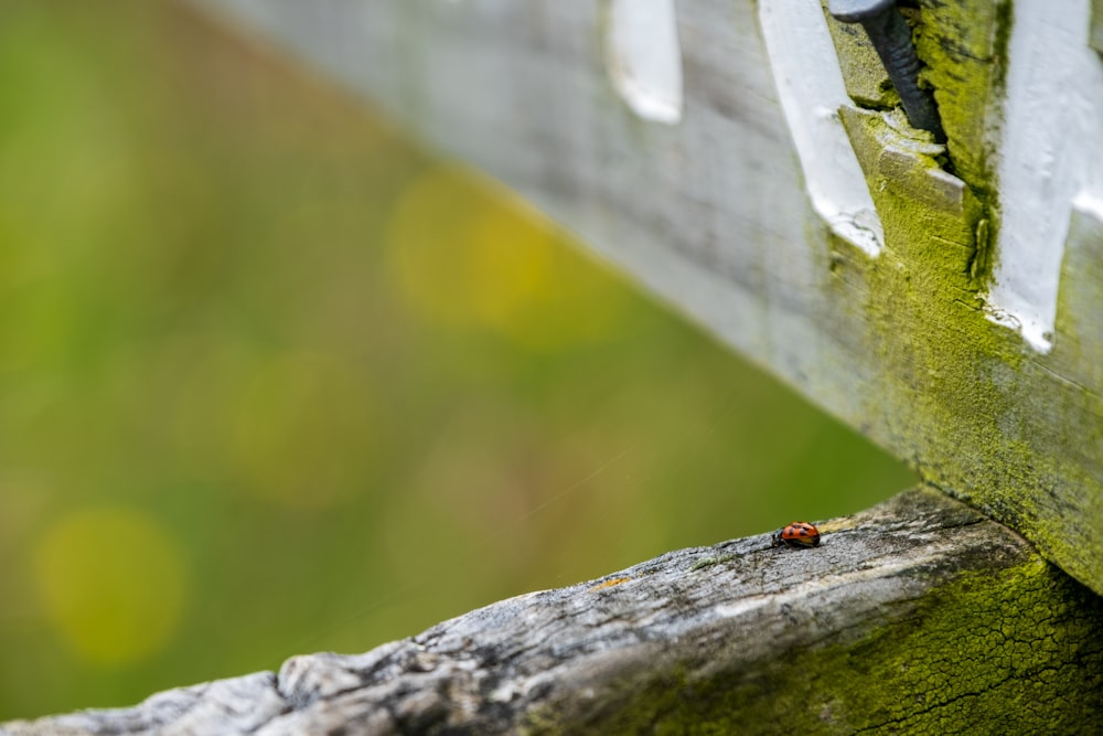 red ladybug perched on grey wood