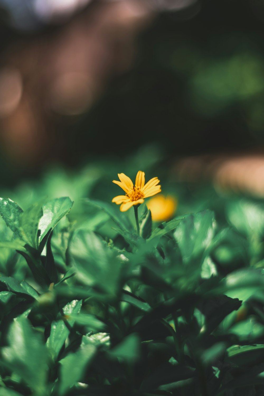 yellow flower in tilt shift lens