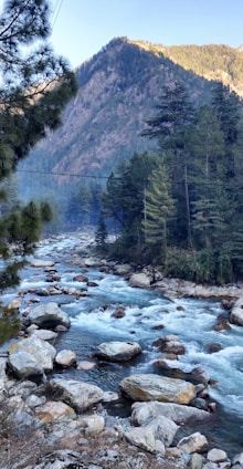 green trees beside river during daytime