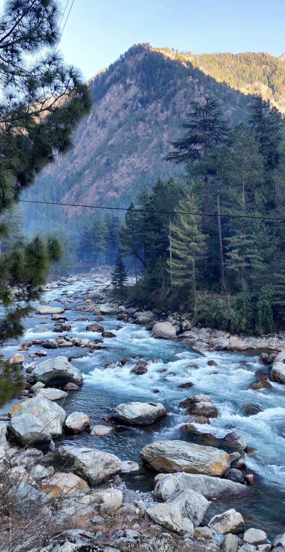 alberi verdi accanto al fiume durante il giorno