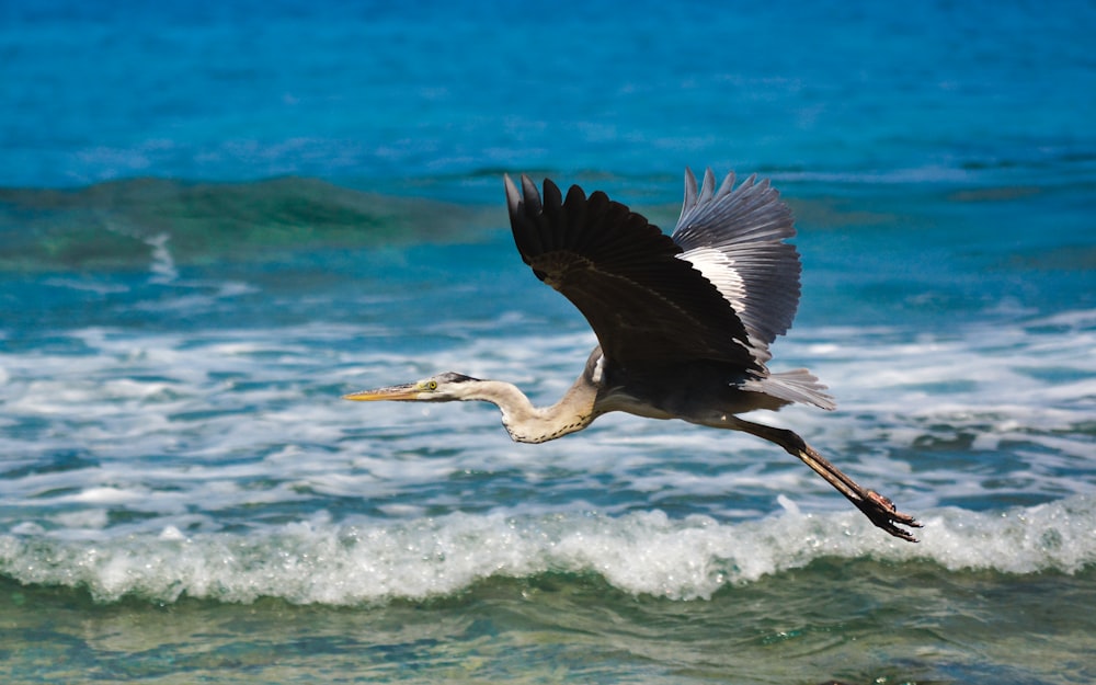 black and white bird flying over the sea during daytime