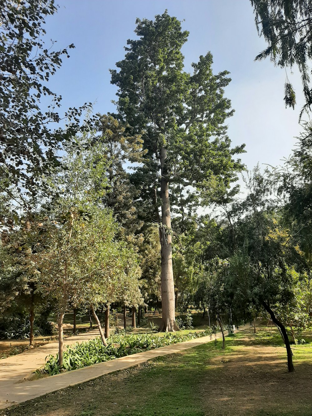 arbres verts sur un champ d’herbe verte pendant la journée