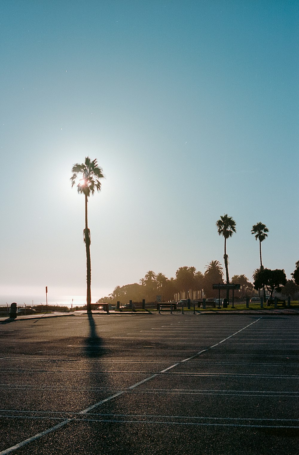 palm trees on park during daytime