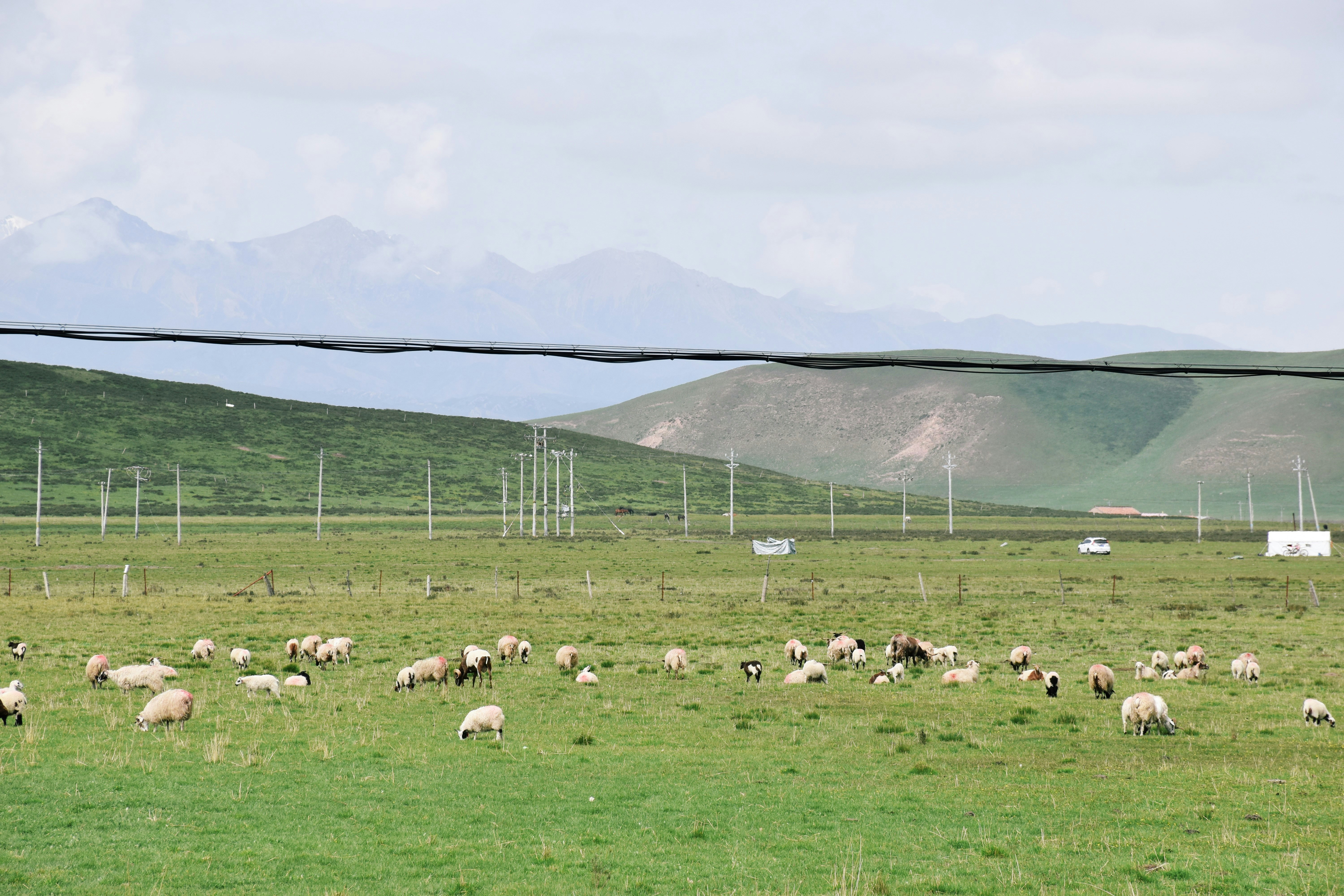 herd of sheep on green grass field during daytime