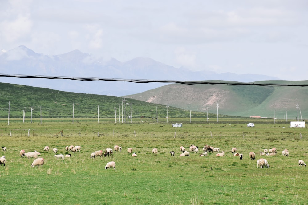 herd of sheep on green grass field during daytime