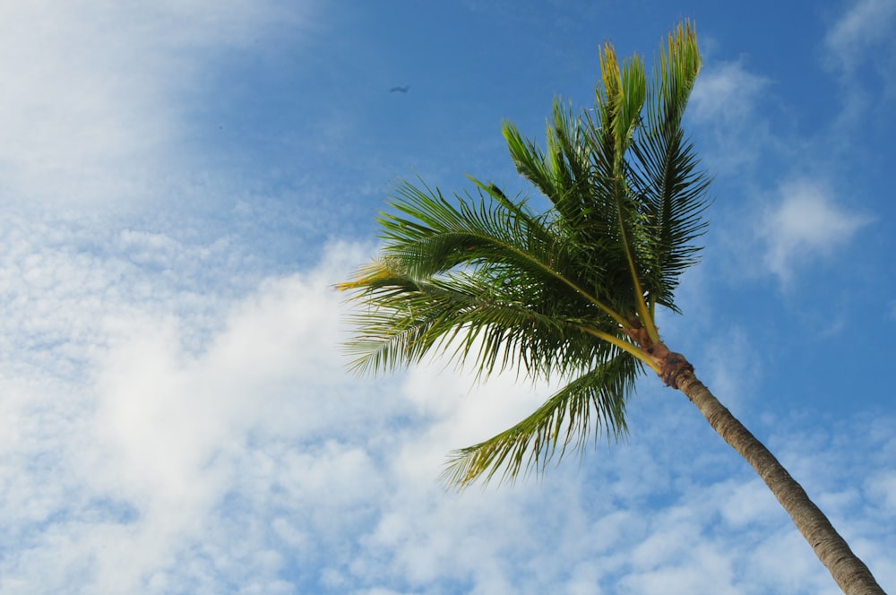 green palm tree under blue sky during daytime