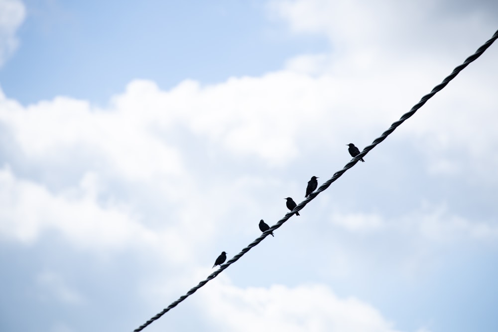 black birds on black wire under white clouds and blue sky during daytime