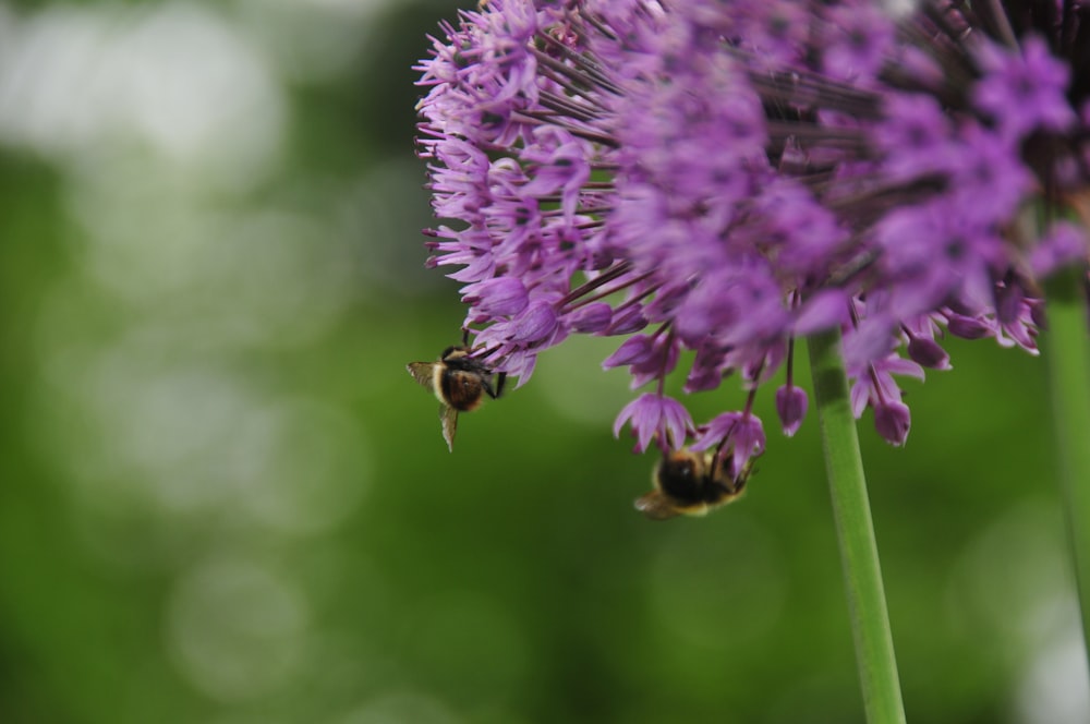 purple flower in tilt shift lens