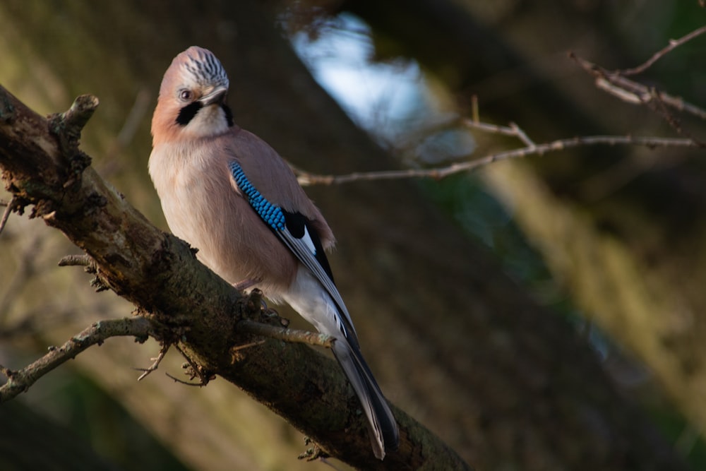 blue and white bird on brown tree branch