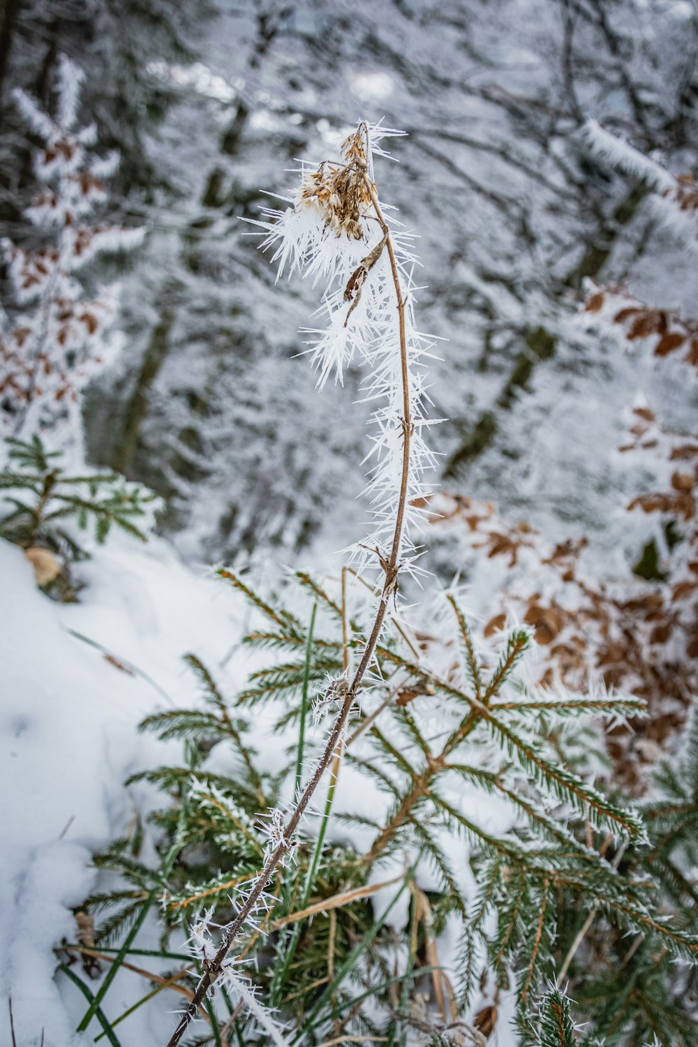 white and brown plant during daytime