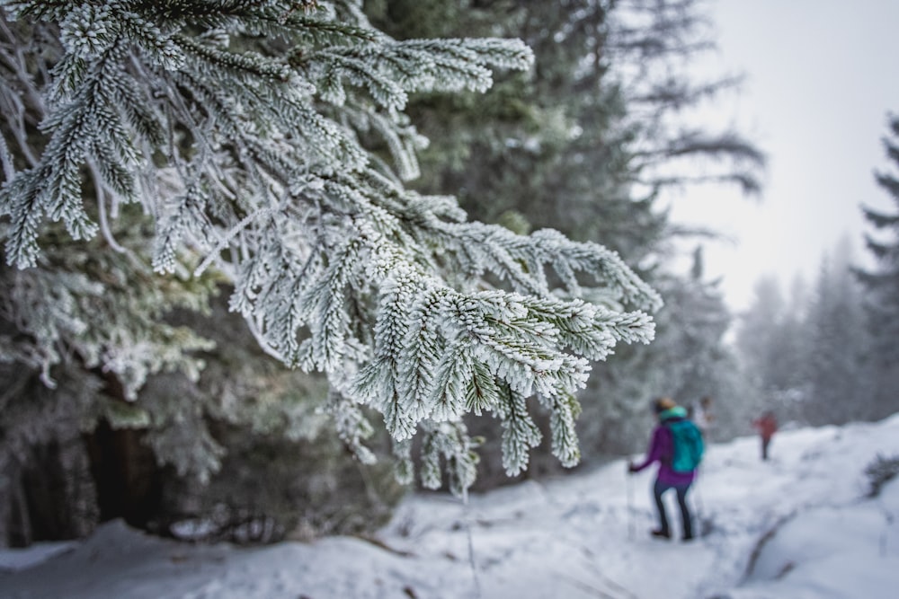 person in blue jacket and blue pants standing on snow covered pine tree during daytime