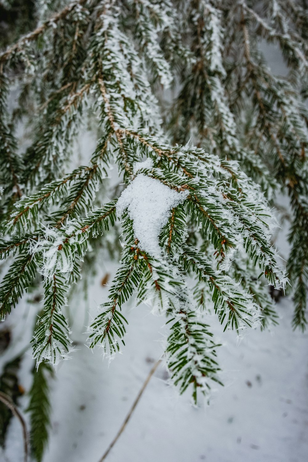 snow covered pine tree during daytime