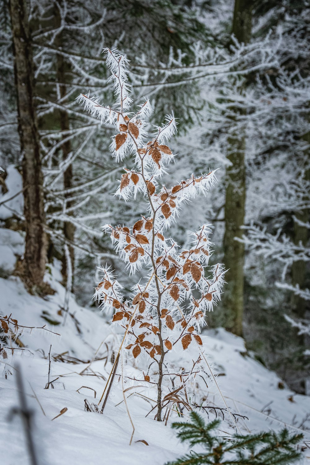 brown and white tree during daytime