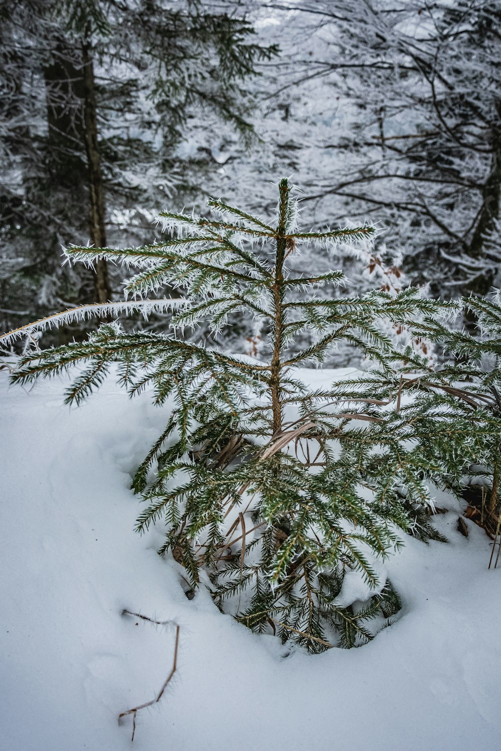 grüner Baum mit Schnee bedeckt