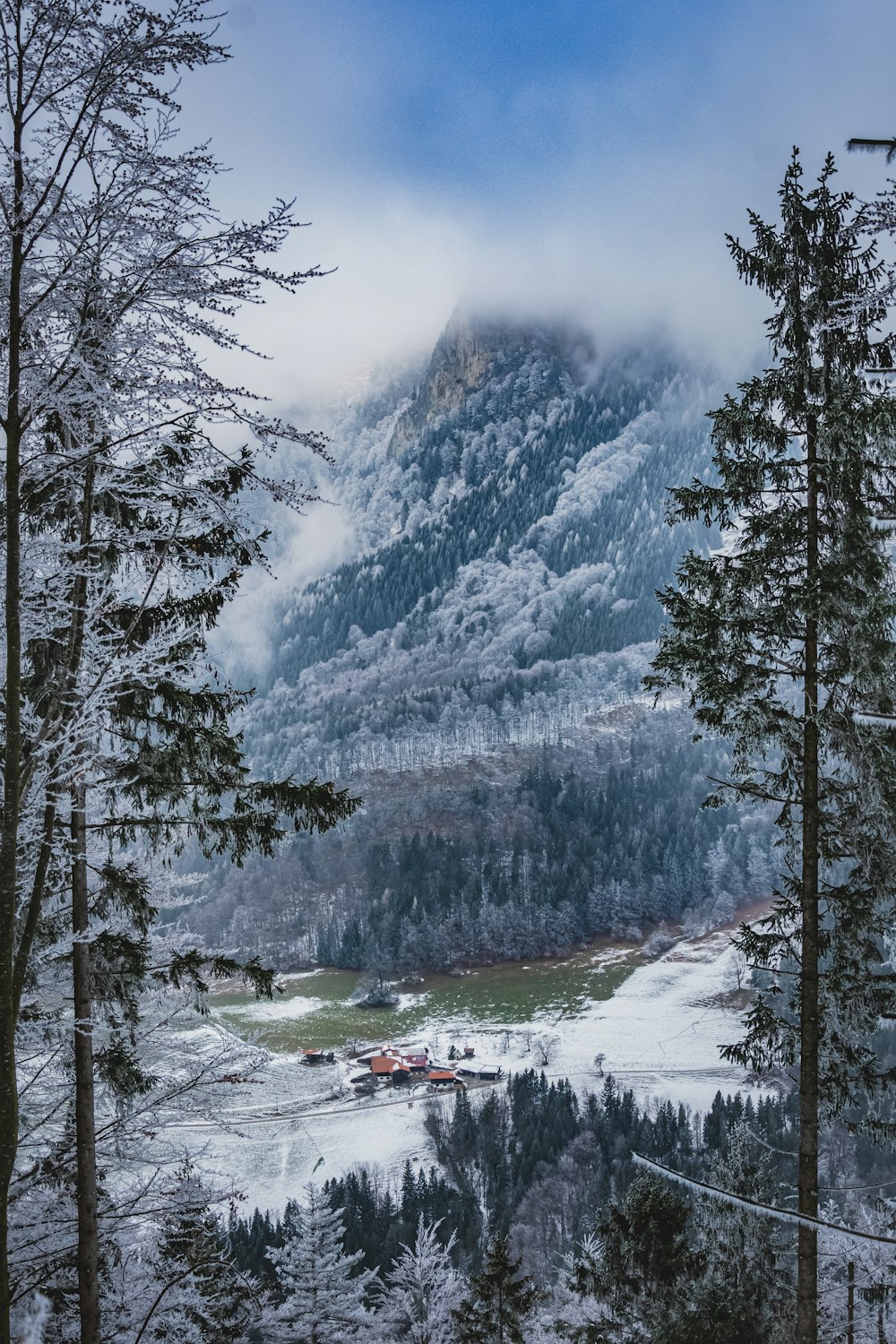 alberi verdi vicino alla montagna coperta di neve durante il giorno