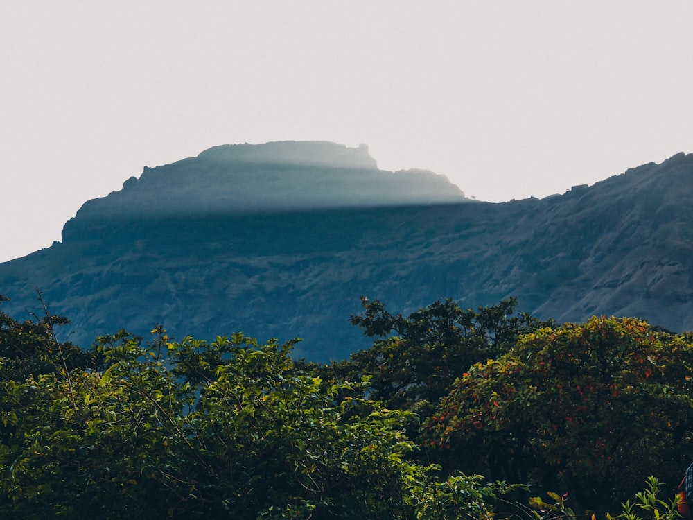 green trees on mountain during daytime