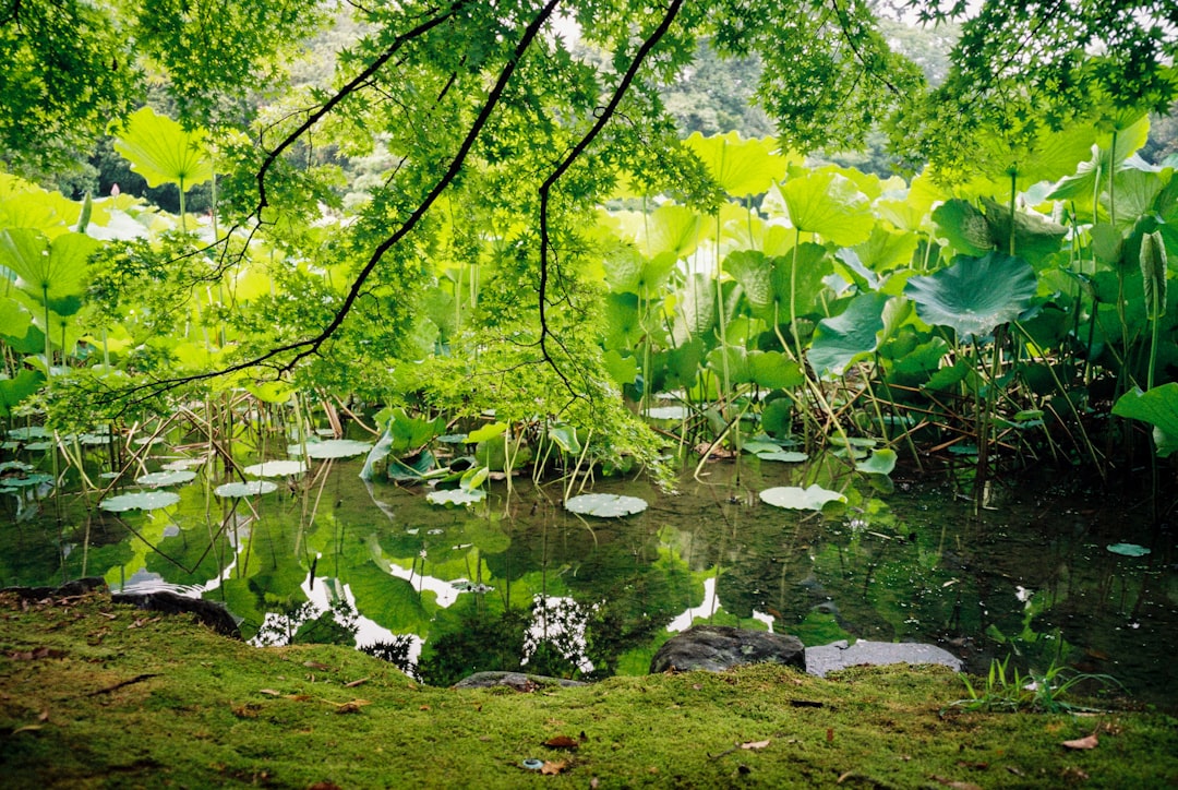 green water lilies on water