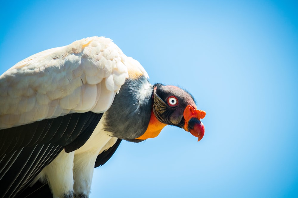 white and black bird under blue sky during daytime