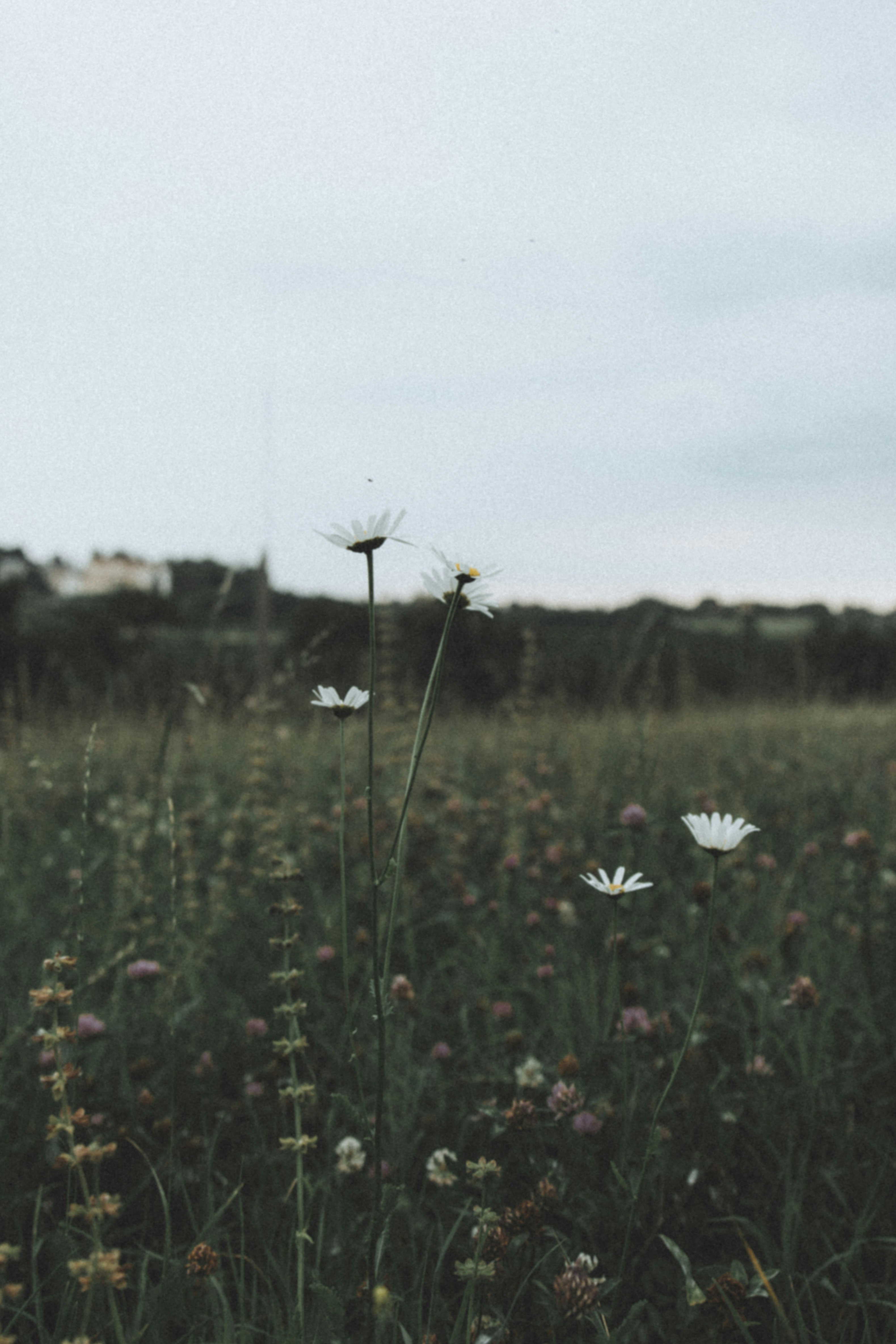 Photo by i_am_simoesse
