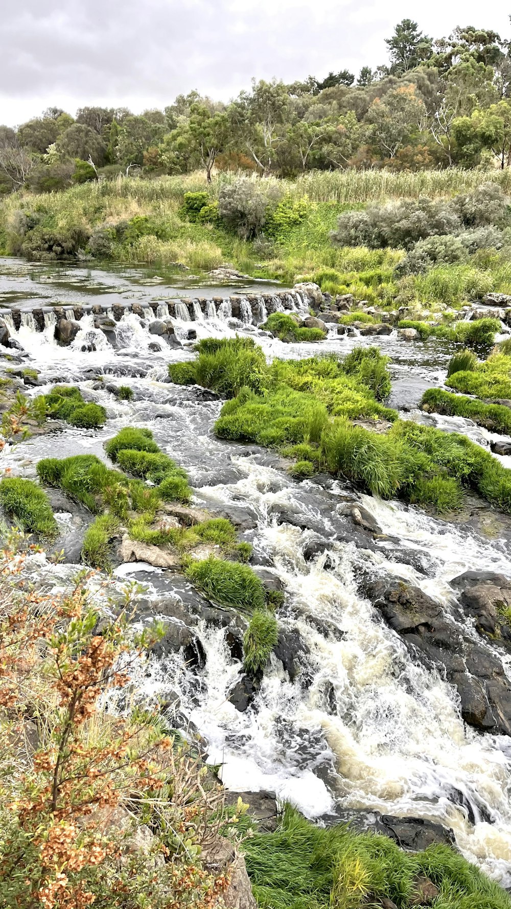 green grass and trees beside river during daytime