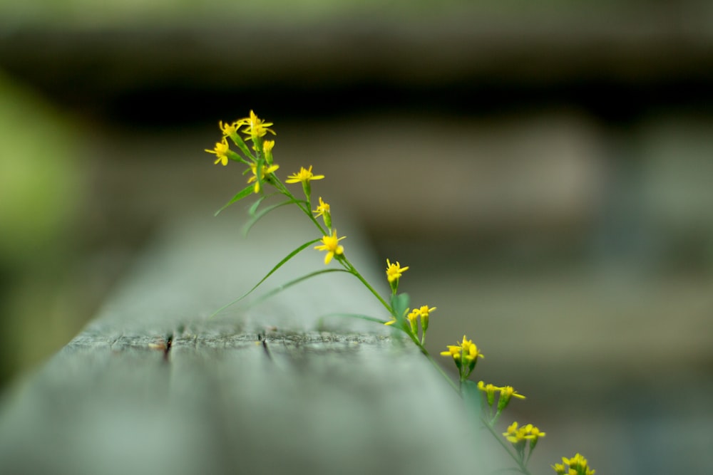 fleur jaune sur herbe verte