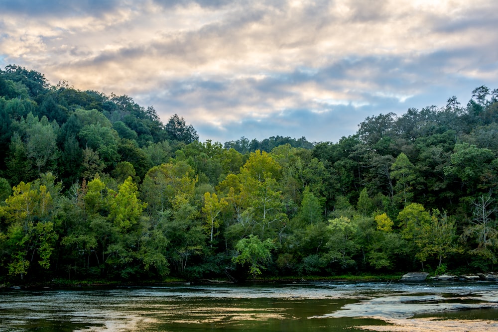 green trees beside river during daytime