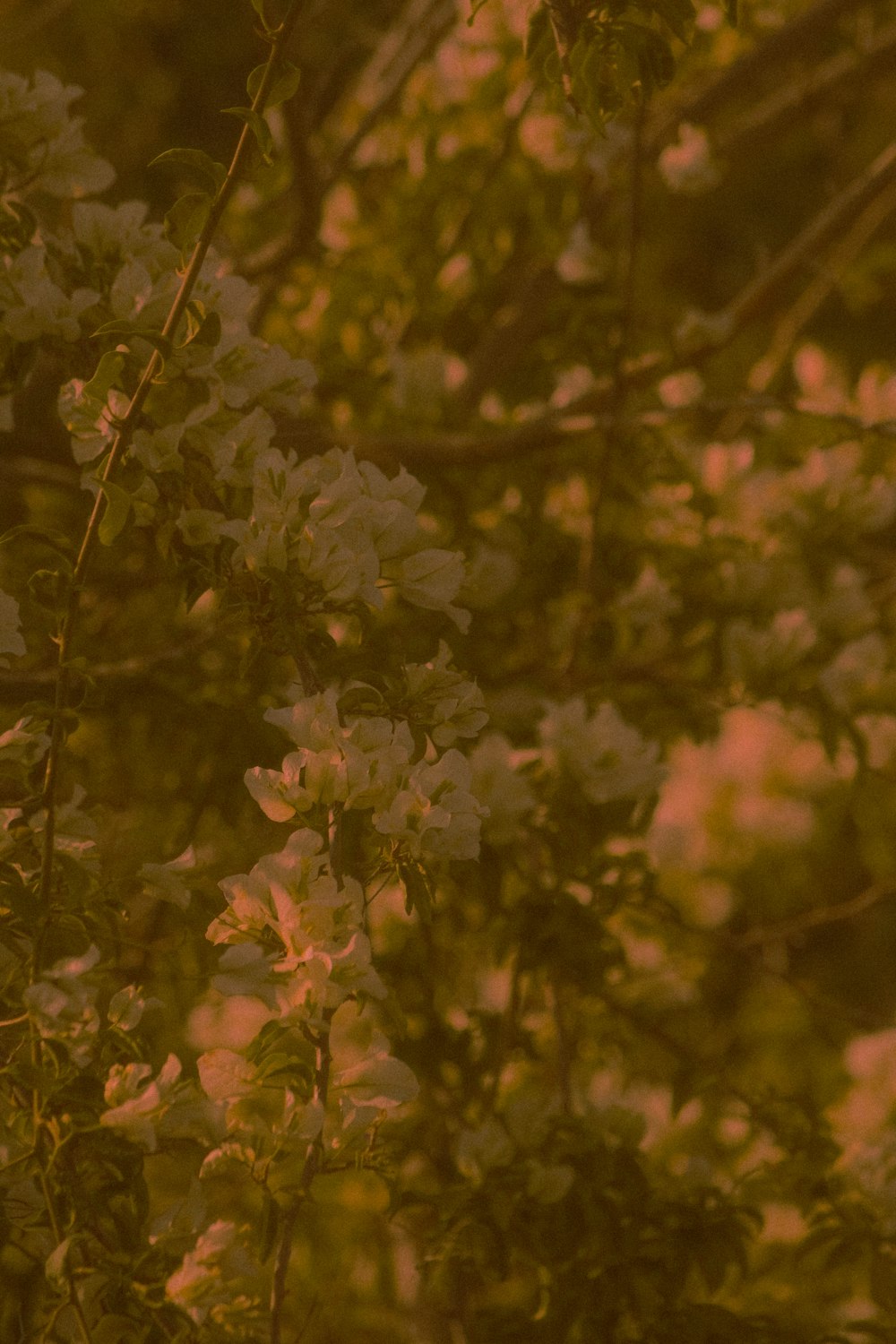 white flowers in tilt shift lens