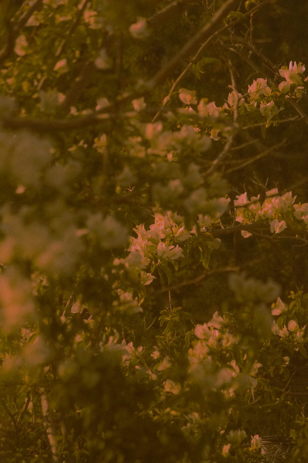 pink and green maple leaves