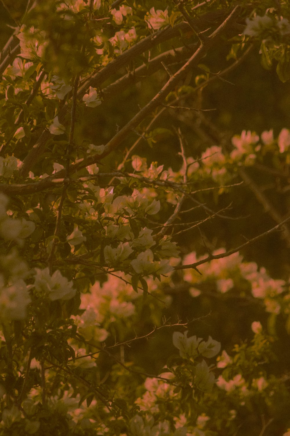 white flowers with green leaves