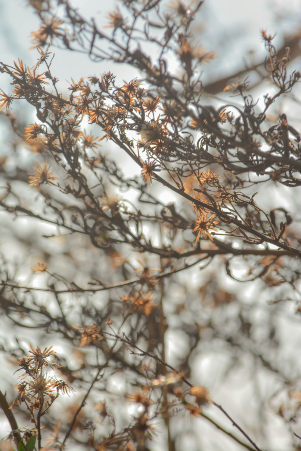 brown tree branch with snow