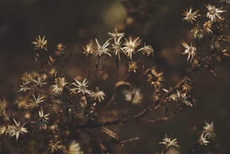 Artistic shot of fragrant botanicals arranged on a dark background with subtle golden light.