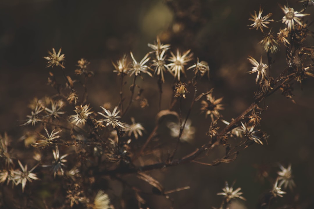 brown leaves in tilt shift lens