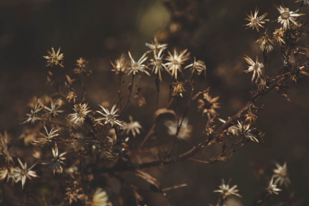 brown leaves in tilt shift lens