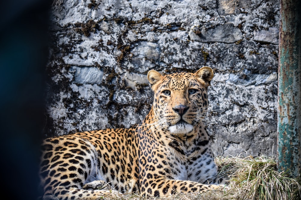 Leopardo en formación rocosa gris durante el día