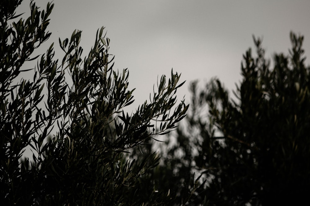 green plant under gray sky