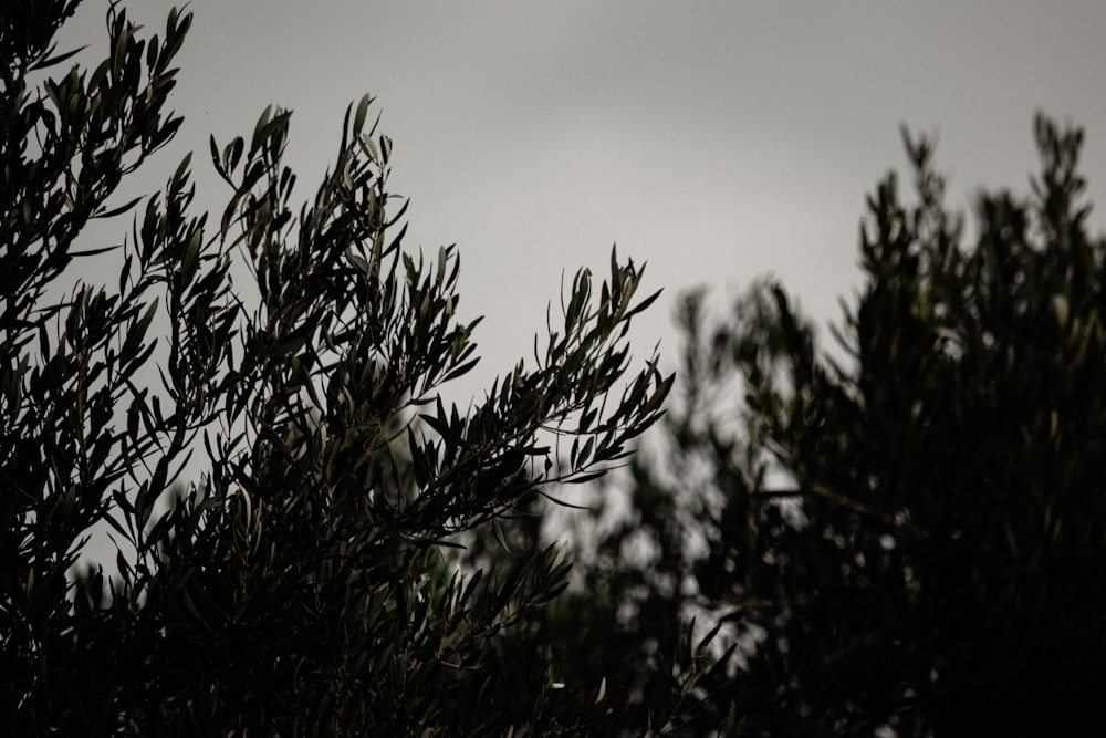 Grüne Pflanze unter grauem Himmel