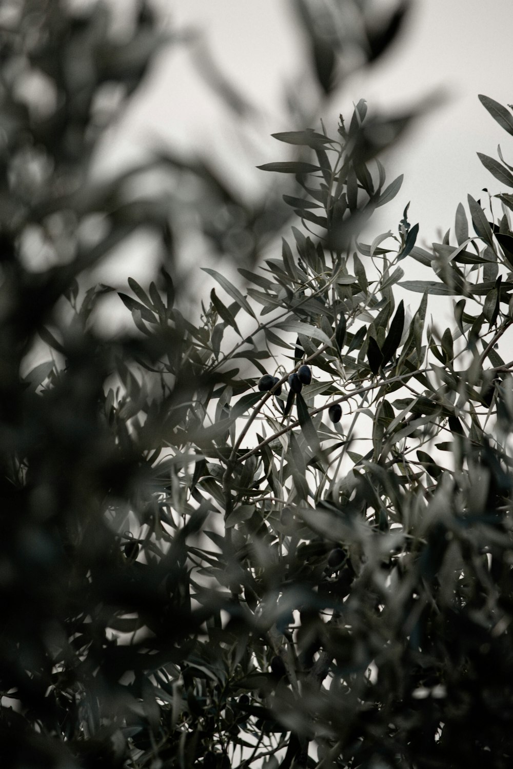 a black and white photo of a leafy tree