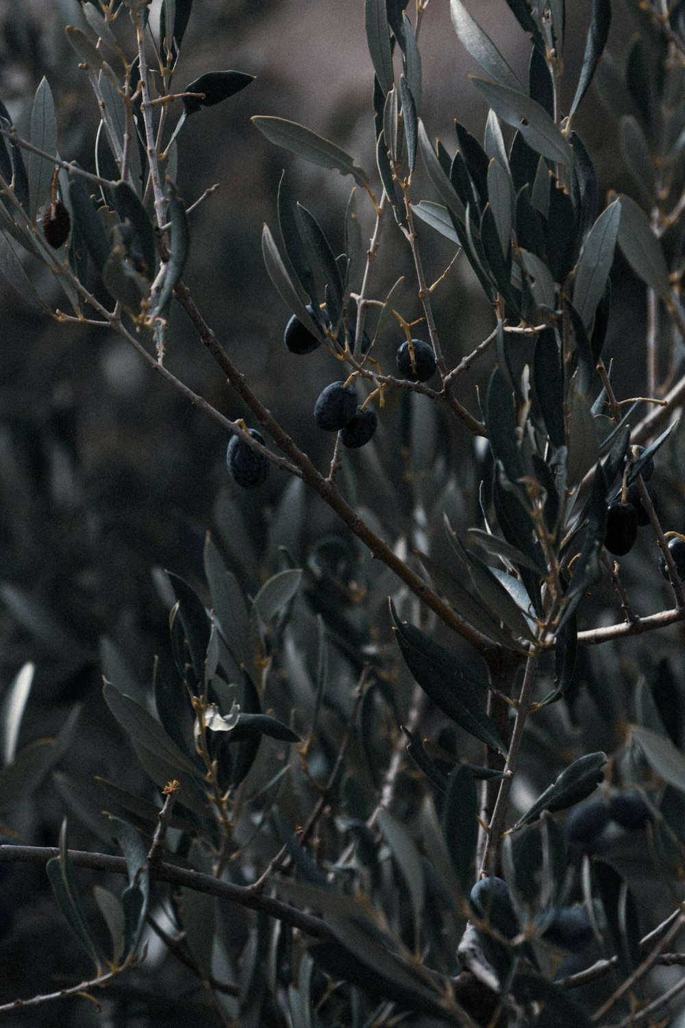 schwarze runde Früchte am Baum