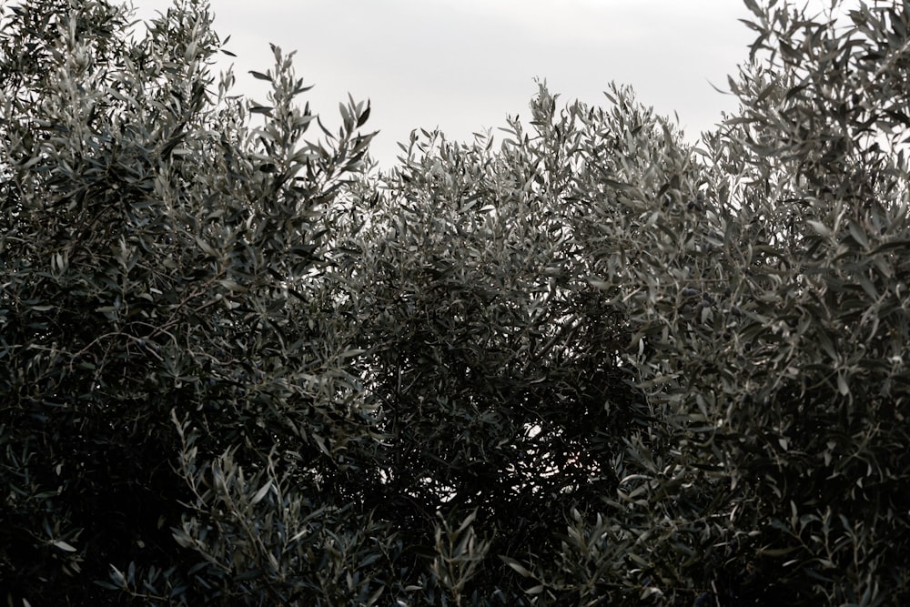 green plants under cloudy sky during daytime