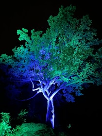 Close-up of a glowing procedural tree of light against a dark background.