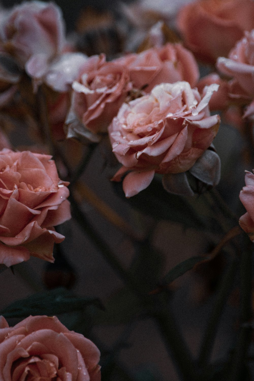 Rosa rosada en flor durante el día