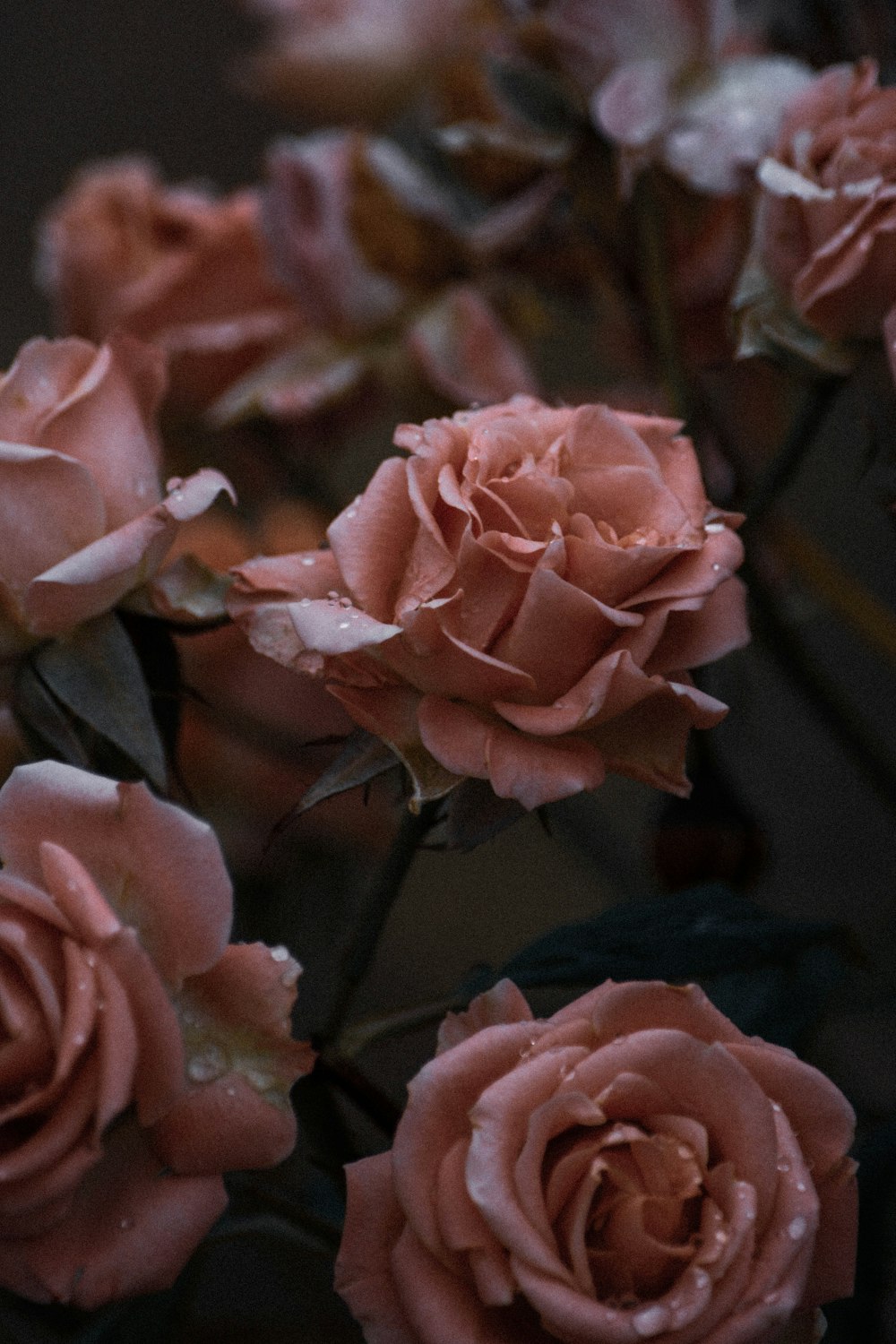 rosas cor-de-rosa na fotografia de perto