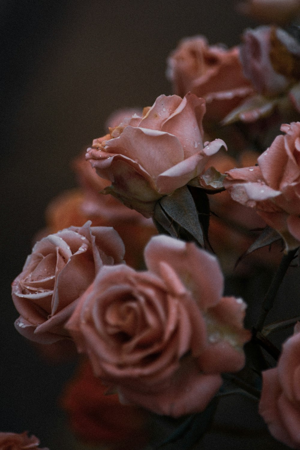 pink roses in close up photography