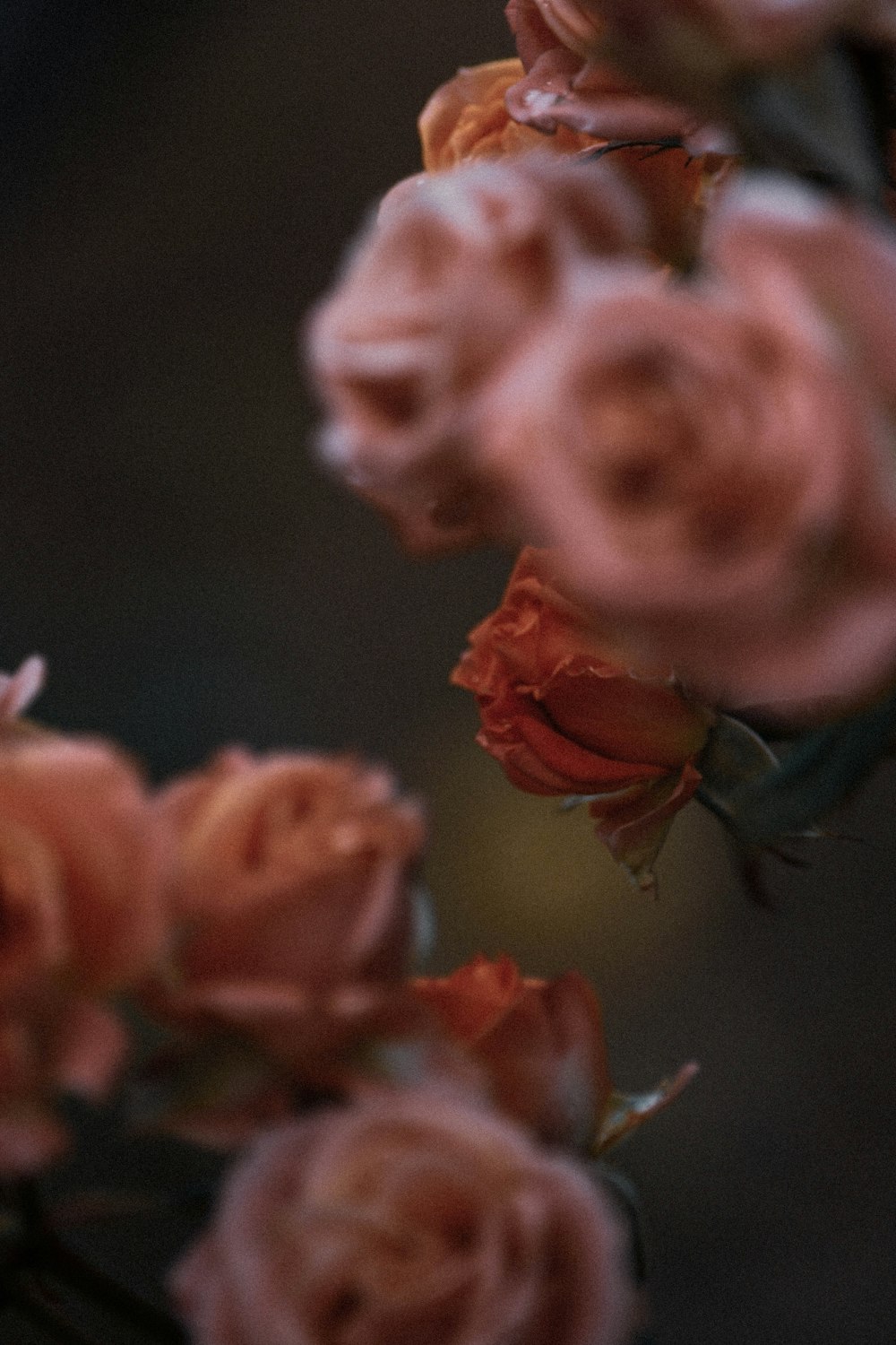 orange flower in macro shot