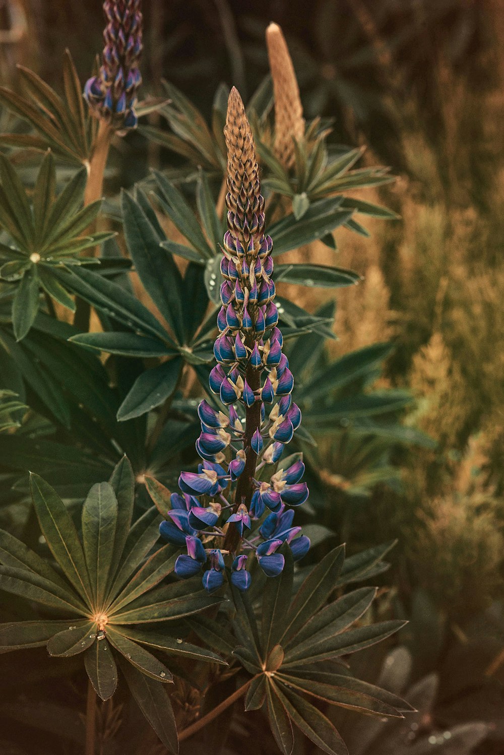 purple flowers with green leaves