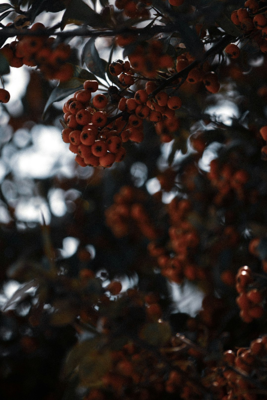 brown round fruits in tilt shift lens