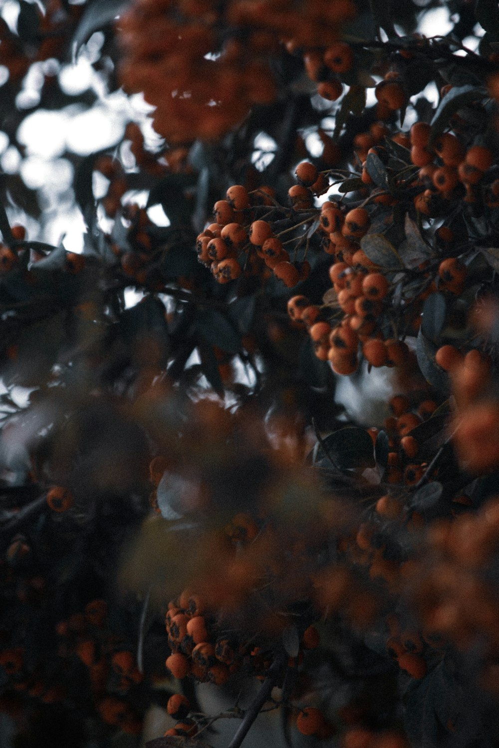 brown leaves in tilt shift lens