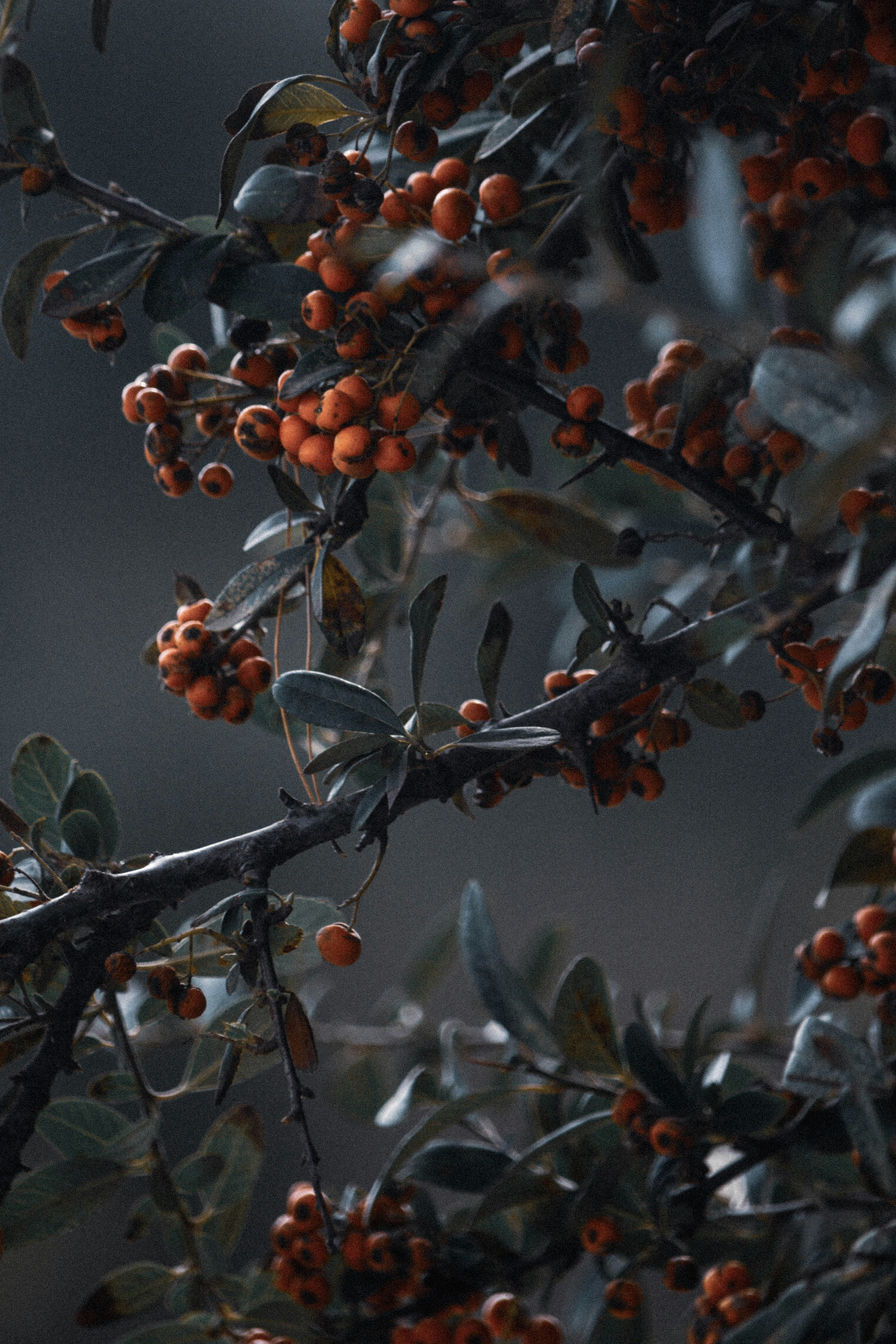 orange and gray fruits on tree